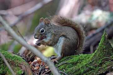 Randonnée dans le parc national de la Mauricie au Canada à la découverte de sa faune