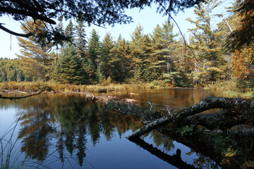 Randonnée dans le parc national de la Mauricie au Canada à la découverte de sa flore