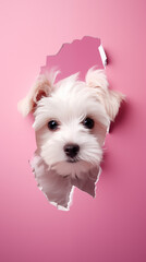 cute dog looking out through a hole in paper