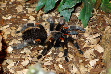 Mexikanische Rotknie Vogelspinne