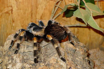 Mexikanische Rotknie Vogelspinne