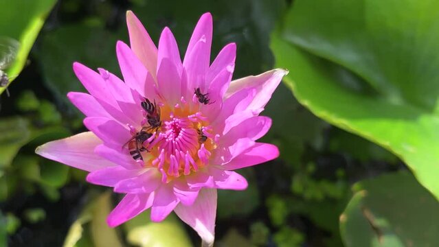 Swarm Of Bees To Find Nectar, Blooming Pink Water Lily Flower On Lotus Leaves And Duckweed Background In Lotus Basin At Temple. Way Of Little Life. Changed Scale. 28Nov2023