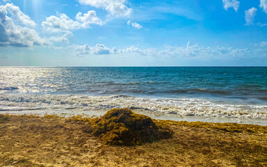 Beautiful Caribbean beach totally filthy dirty nasty seaweed problem Mexico.