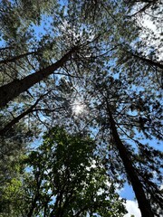 trees and sky