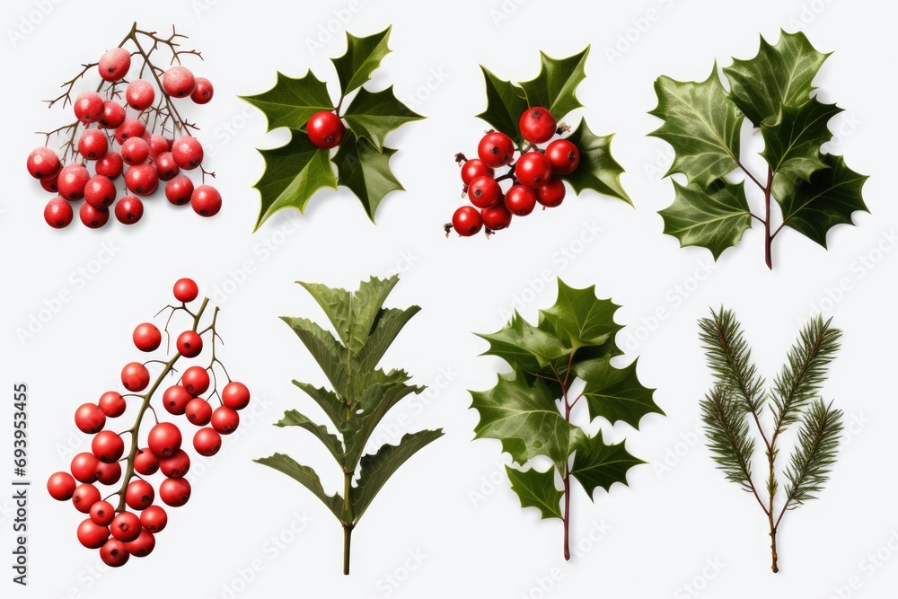 Poster A collection of different types of leaves and berries. Versatile image suitable for various uses