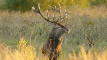 Red deer stag with antlers close up of wild animal at sunset
