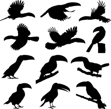 animal bird toucan silhouettes set