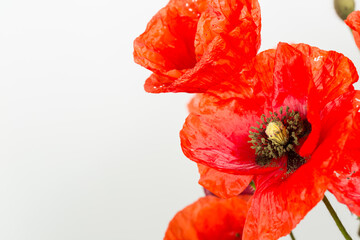 Beautiful red poppy flowers for decoration and gifts, still life with poppy