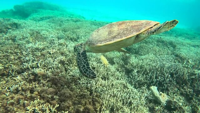 奄美大島出会ったウミガメ！普通に泳いでてかわいかったです。 This is a sea turtle I met at a beach in Japan.