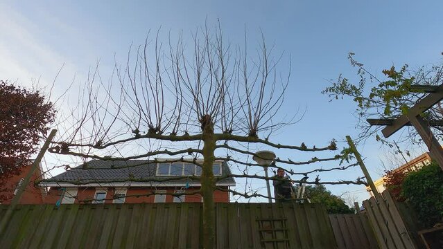 Pruning the Platanus tree, a man stands on a ladder and cuts off the branches, timelapse