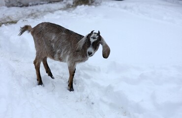 goat on the snow