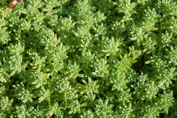 Sedum acre