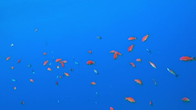 goldfish and blue water in red sea