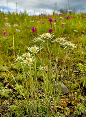 Fototapeta premium Russia. The South of Western Siberia, the Altai Mountains. A bush of aerial edelweiss on the high-altitude slopes of mountain ranges near the village of Ust-Kan.