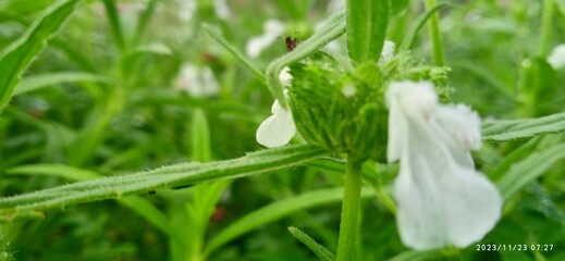 THUMBAI SEDI, Leucas aspera