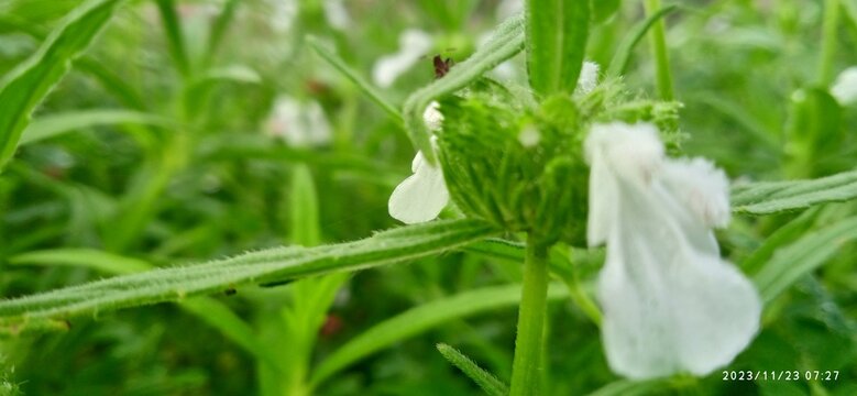 THUMBAI SEDI, Leucas aspera