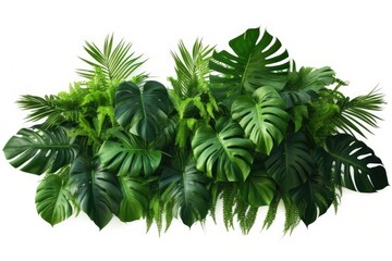 A collection of vibrant green plants against a clean white background. Perfect for adding a touch of nature to any project - obrazy, fototapety, plakaty