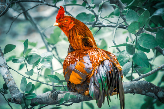 Colorful rooster on a branch, Phuket, Thailand
