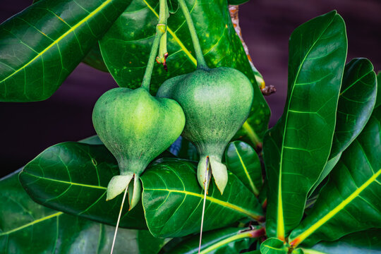 Barringtonia asiatica fruit on a tree