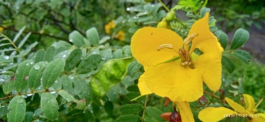 Tanner's cassia, aavaram boo