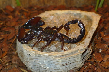 Neotropischer Skorpion