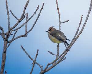 Waxwing