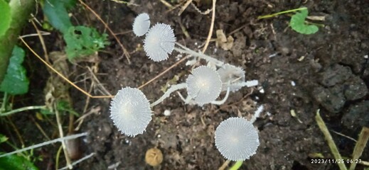 tree mushroom, mara kaalan
