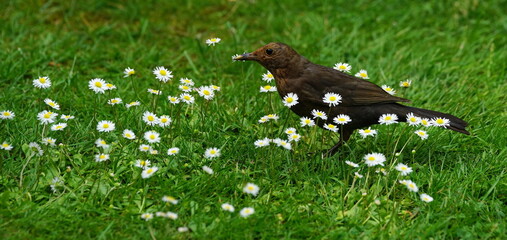 blackbird in the garden,amsel im garten