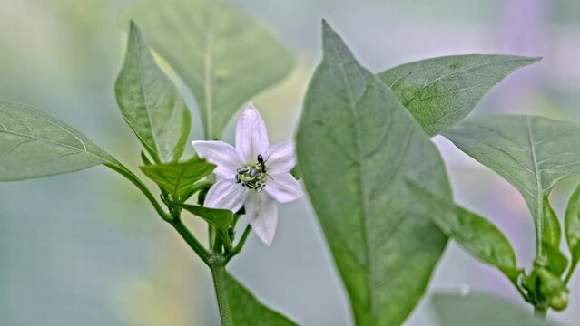White chili pepper flower blooming, insect walking on the flower. Green leaves, macro shot, blurred background