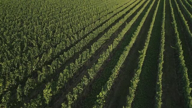 Panning drone footage of beautiful, neat rows of green vines in a massive vineyard in evening light