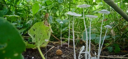 tree mushroom, mara kaalan