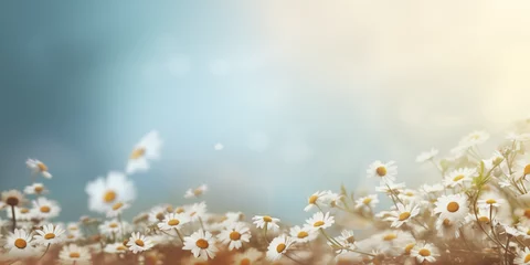 Foto op Plexiglas Daisy field with a warm, sunlit bokeh background in a wide format. Spring themed backdrop woth copy space for text. Banner for woman's day and mother's day © Ksenija