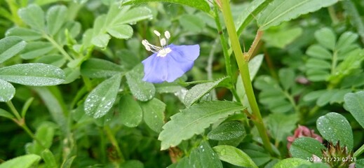 Butterfly pea, sangu poo
