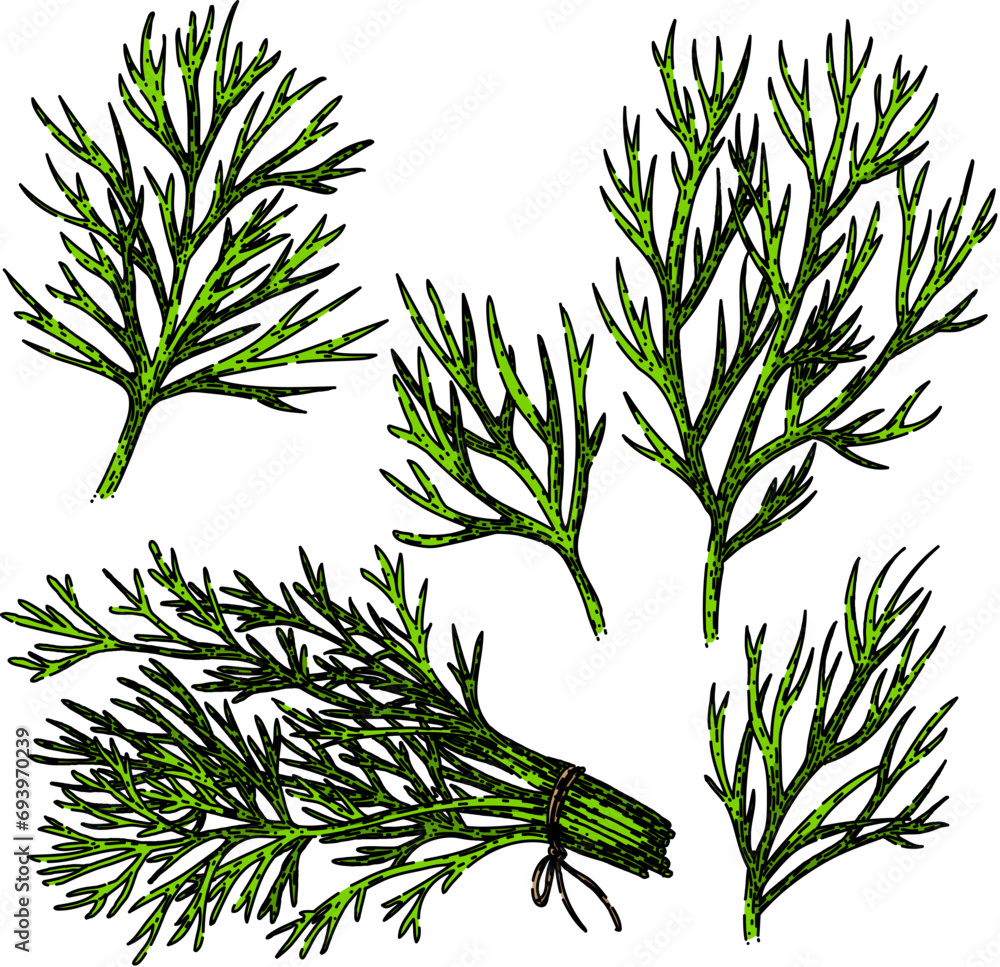 Sticker dill set hand drawn. plant herb, ingredient fresh, herbal seasoning dill vector sketch. isolated color illustration