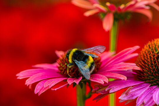 Macro of bumblebee on a pink flower in the garden