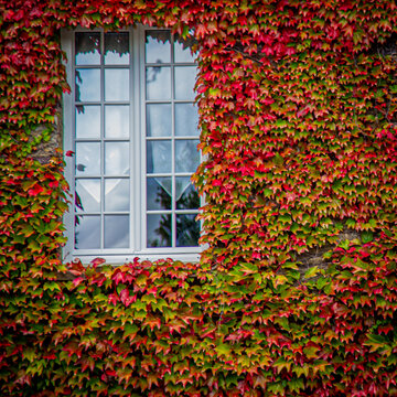 Bay window of white house surrounded by red vine in autumn