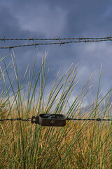 Wire de thorns with beach in the background and green grass on the Normandy landing beach D-Day in...