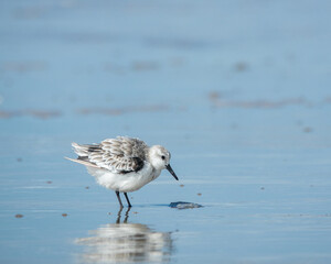 Sandpiper