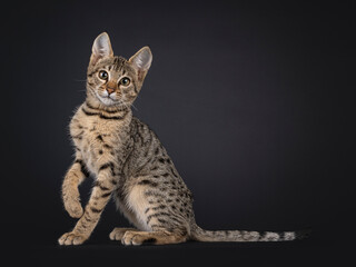 Black tabby spotted cat kitten, sitting up side ways. Looking towards camera. Isolated on a black...