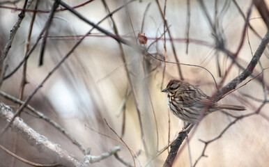Song Sparrow