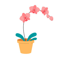 Naklejka na ściany i meble Pink orchid in a pot vector illustration. Domestic plant with flowers vector flat graphic. Indoor Flower isolated on white background. 