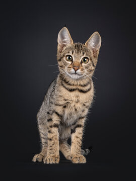 Black tabby spotted cat kitten, standing facing front. Looking towards camera. Isolated on a black background.