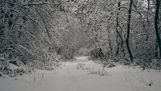 winter in the woods