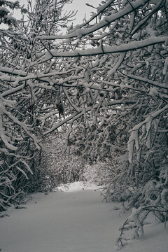 snow covered branches of trees in winter