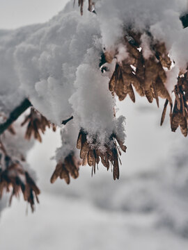 snow covered branch of maple trees