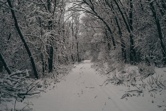 snow covered trees in winter