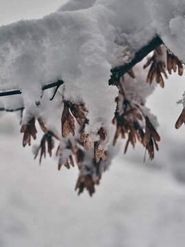 snow covered maple trees