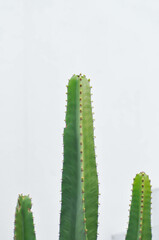cactus , Fairytale castle or Cereus peruvianus