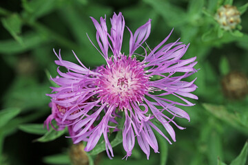 Greater knapweed purple flower in close up - obrazy, fototapety, plakaty