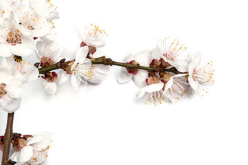 Tender twig with white flowers of spring on a white background